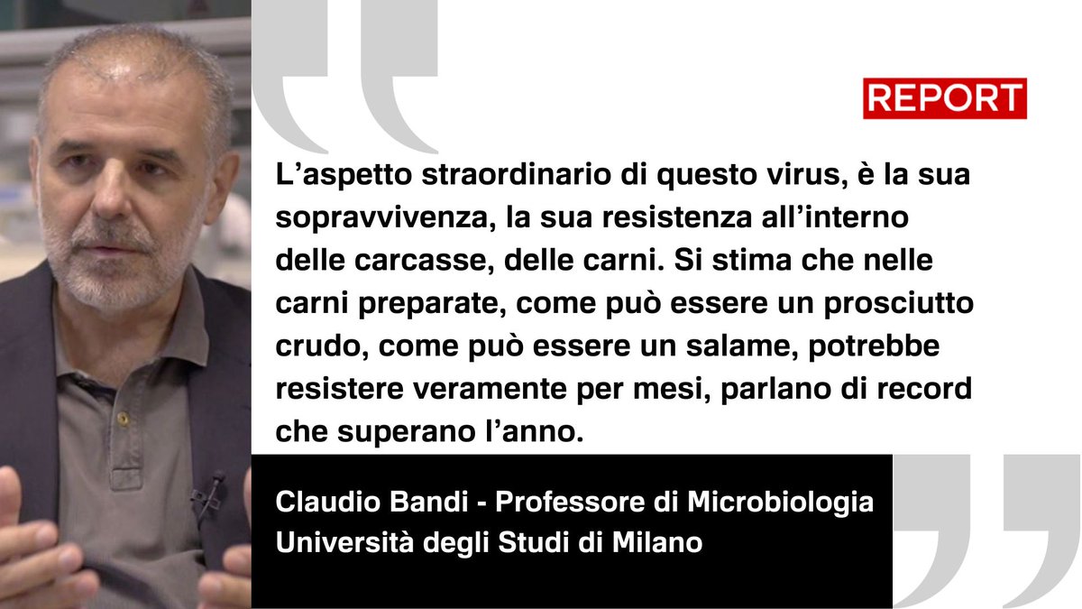 reportrai3's tweet photo. "L’aspetto straordinario di questo virus, è la sua sopravvivenza, la sua resistenza all’interno
delle carcasse, delle carni. Si stima che nelle
carni preparate, come può essere un prosciutto
crudo, come può essere un salame, potrebbe
resistere veramente per mesi, parlano di record
che superano l’anno".
Segui #Report ora in diretta su #Rai3