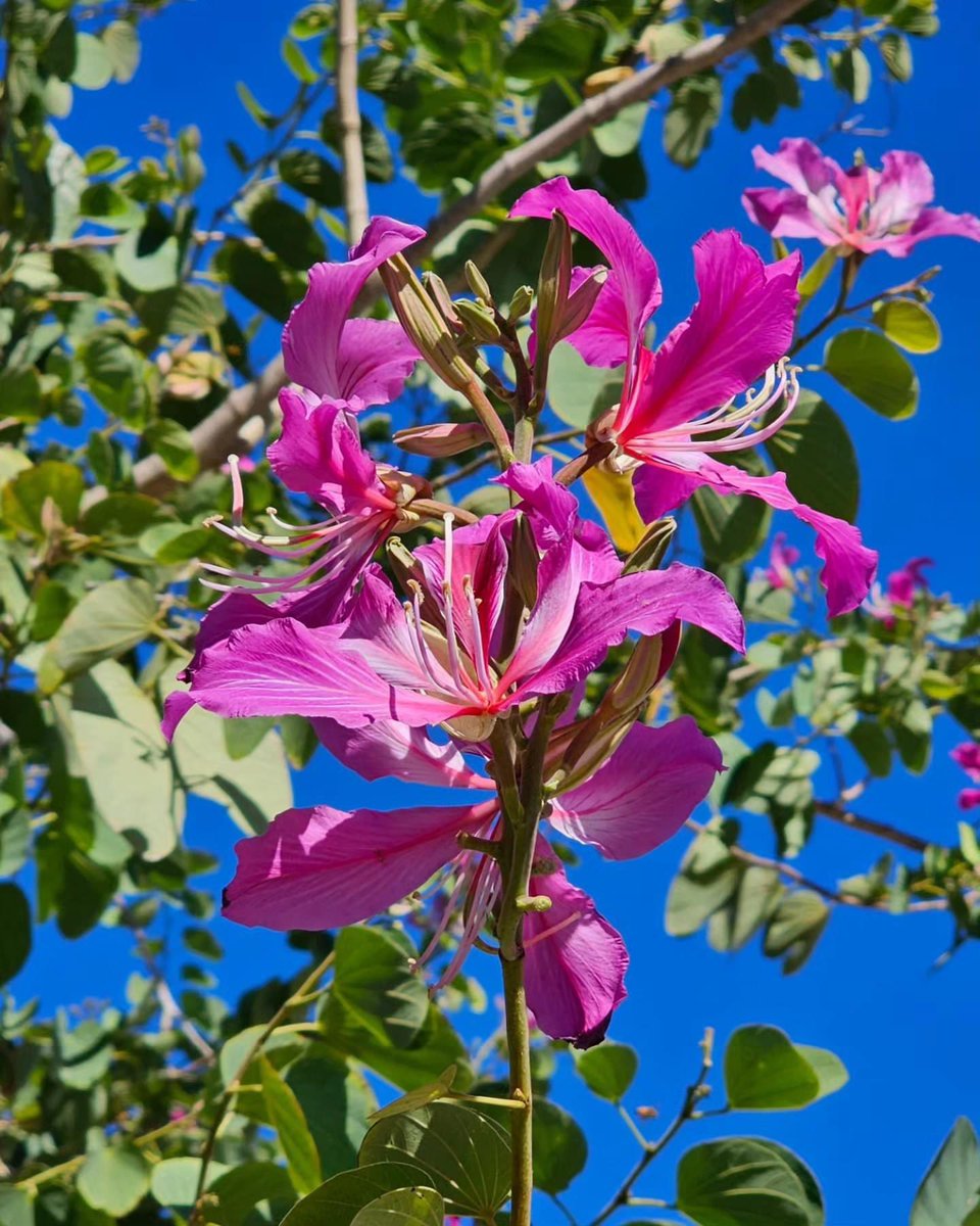 thegardennymph's tweet photo. Sharing today’s walks best bloom …
Hong Kong Orchid tree …we have a white one but this belongs to a neighbor who has the original pink …
#trees #orchidtree #exotic #treepeople #Flowers #blooms #GardeningX #pink https://t.co/l7ytDAqalF