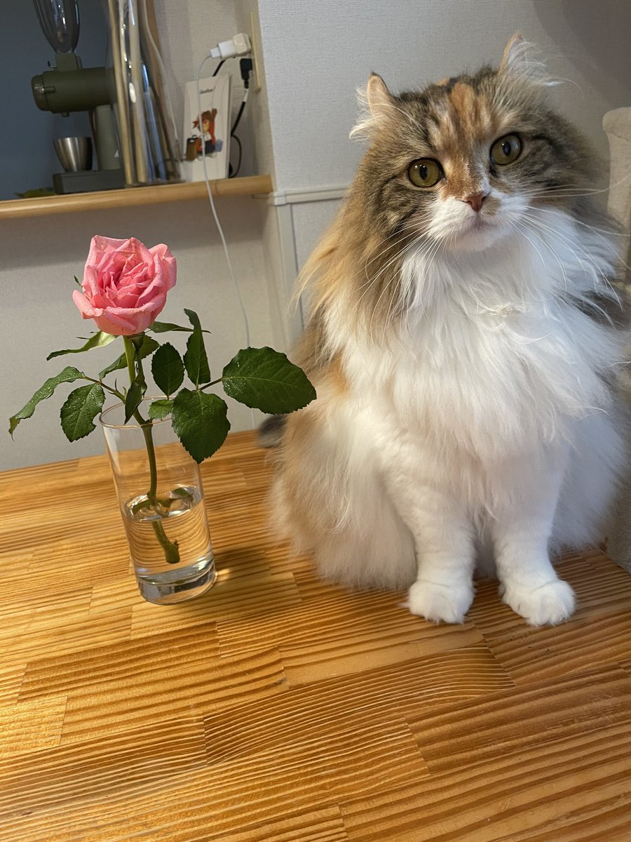 きなこ アメリカンカールの三毛猫 (@kinakomochi0105) / Posts / X