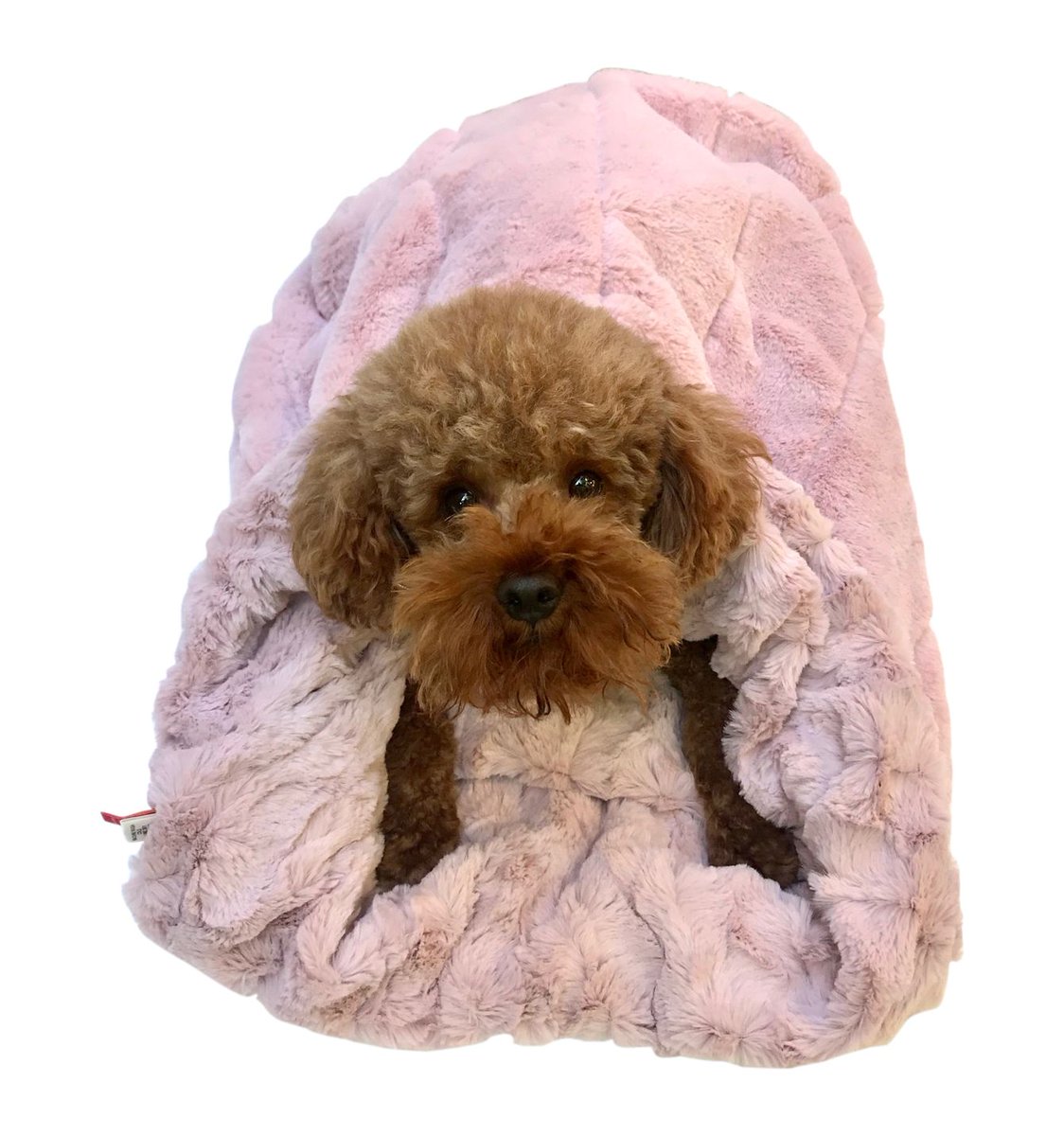 Bella Blush & Koala Reversible Cozy Sak atouchofjackie.com/products/bella… #atouchofjackie #dogbedding #dogblankets #pet #pets #dogs #dog #dogbed #adoptdontshop #rescue #jackie #holidayshopping #giftsforpets #Christmasshopping #petblankets #pup #pups #njsmallbusiness #love #puppy #puppylove