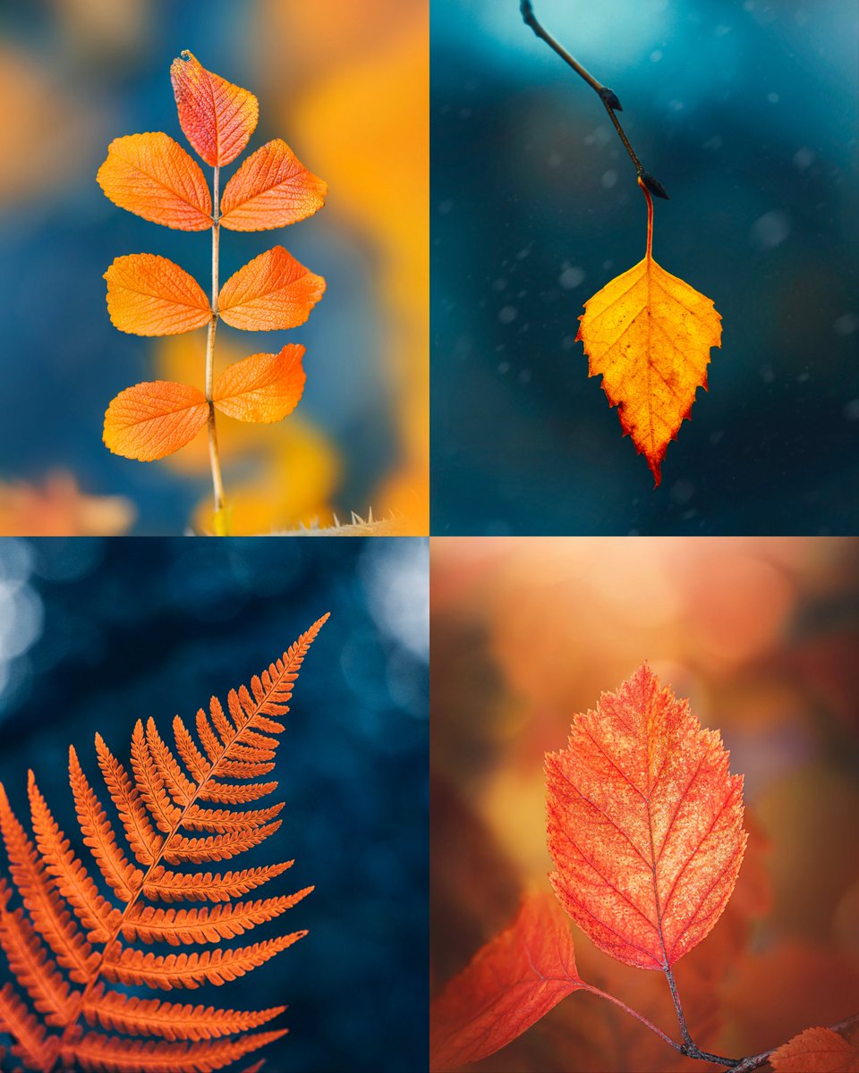 Fall vibes 🍁