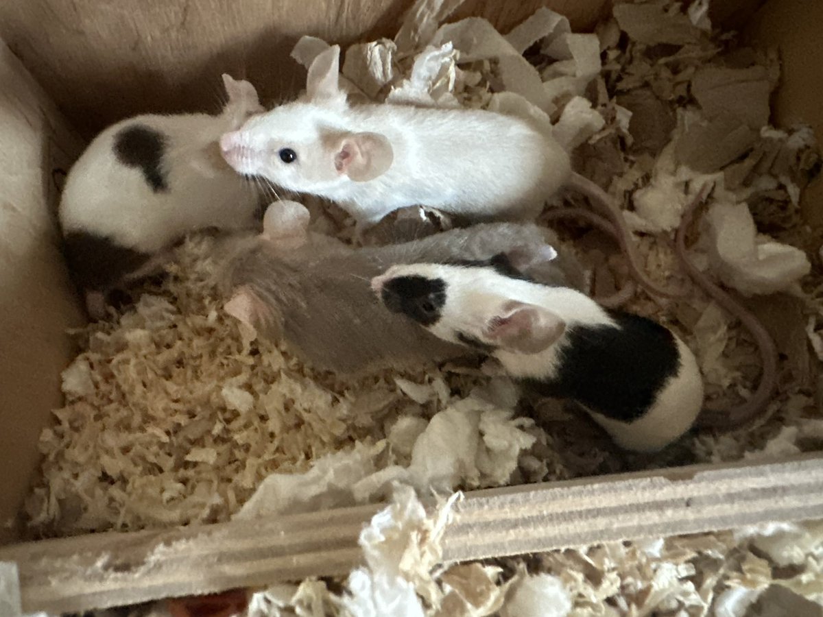 Melociraptor's tweet photo. @ClassicFM thank you for #PetClassics! It really does work. Here are some of my pets, Dinks and Carrie, and my mice; Comet, Cupid, Pancake and Pavlova. And also a shout out to my cats Molly and Nala and the guinea pigs Coconut and Picnic. We’d love to hear Die Fledemaus https://t.co/cuw6hVPXmj