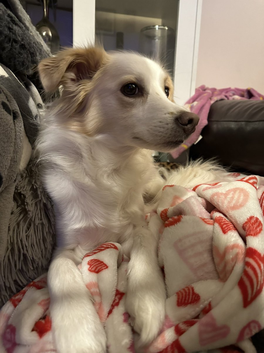 Melociraptor's tweet photo. @ClassicFM thank you for #PetClassics! It really does work. Here are some of my pets, Dinks and Carrie, and my mice; Comet, Cupid, Pancake and Pavlova. And also a shout out to my cats Molly and Nala and the guinea pigs Coconut and Picnic. We’d love to hear Die Fledemaus https://t.co/cuw6hVPXmj