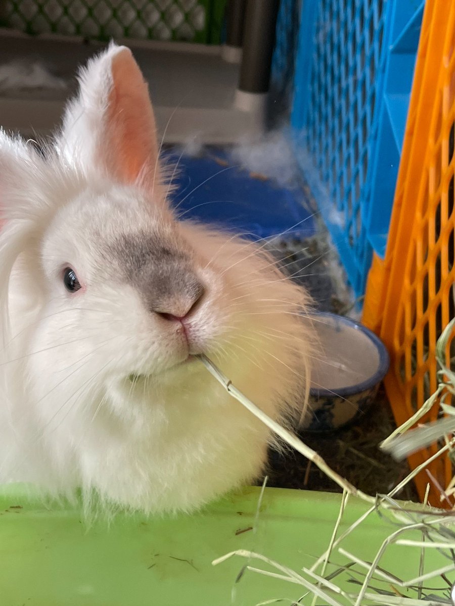 Bunnies (@rabbiteveryhour) on Twitter photo 