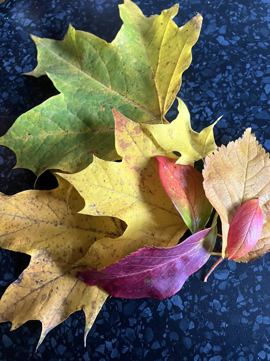 Autumn leaves from the garden