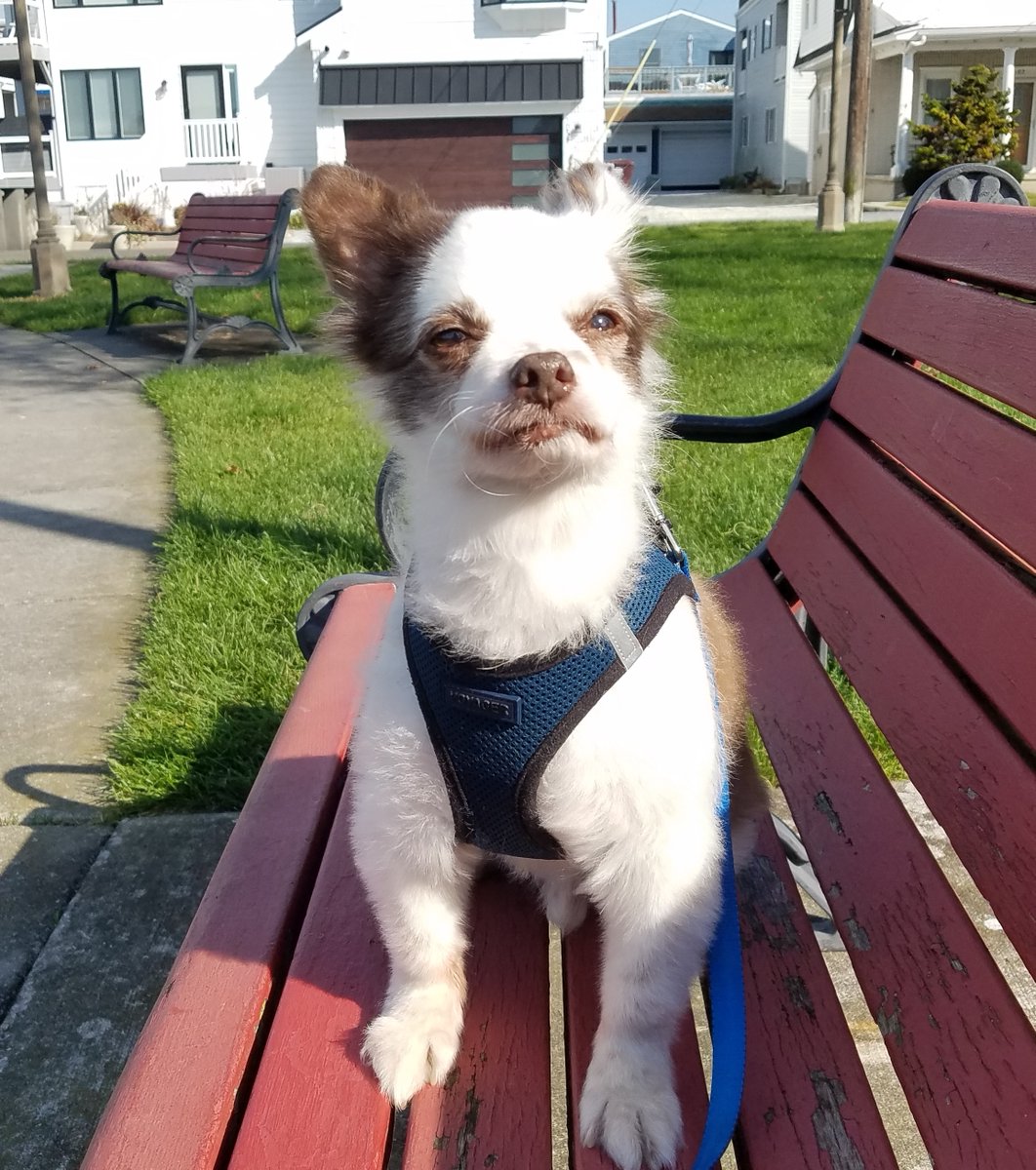 CharliePawsUp's tweet photo. 🏡 Settlin In PUPDATE!❤️
His Pals!
Mama found us a pawsome place in NJ where we can visit my Aunties. It's a big house duplex by a park!🎉
Mama says it's only a grassy area wif no name...
So I named it Pee-Mail Park!🤣🌲
And Our Store iz BACK in BIZZINESS!
RETWEET🙏
❤️🐶
#DogsofX https://t.co/Wz2irCFoWJ