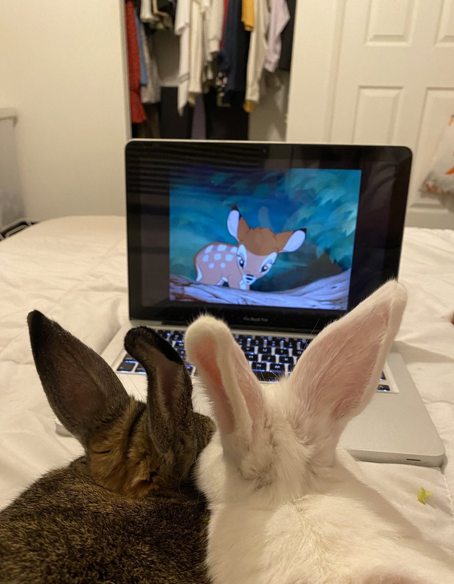 RabbitEveryHour's tweet photo. https://t.co/rS0YOxbOfy