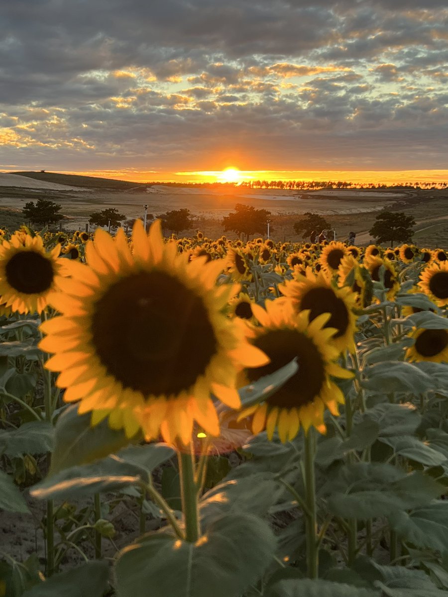 KTERR079's tweet photo. Beautiful sunset at Southern Hill Farms in Clermont, Florida. 🌅🧡🌻 https://t.co/3X8LC73IE6
