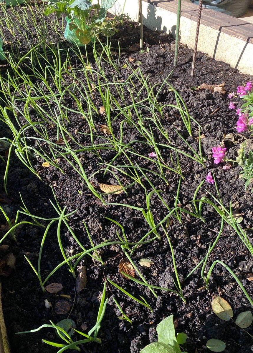 Im nächsten Frühsommer gibt es eine Menge Zwiebeln 🧅