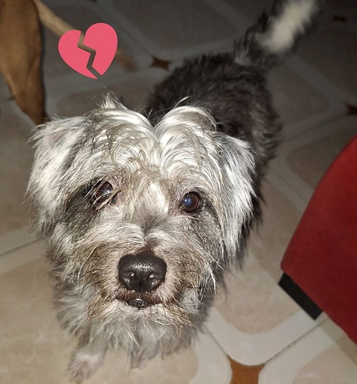 #Extremadura
#PITUFINA es esta muñequita de 8 años que lamentablemente por graves problemas de salud de su mamá se ha tenido que separar de ella.

Está triste y un poco desconcertada (y nosotros también), ninguno entendemos, como salen adoptados sus compañer@s y en ella nadie se