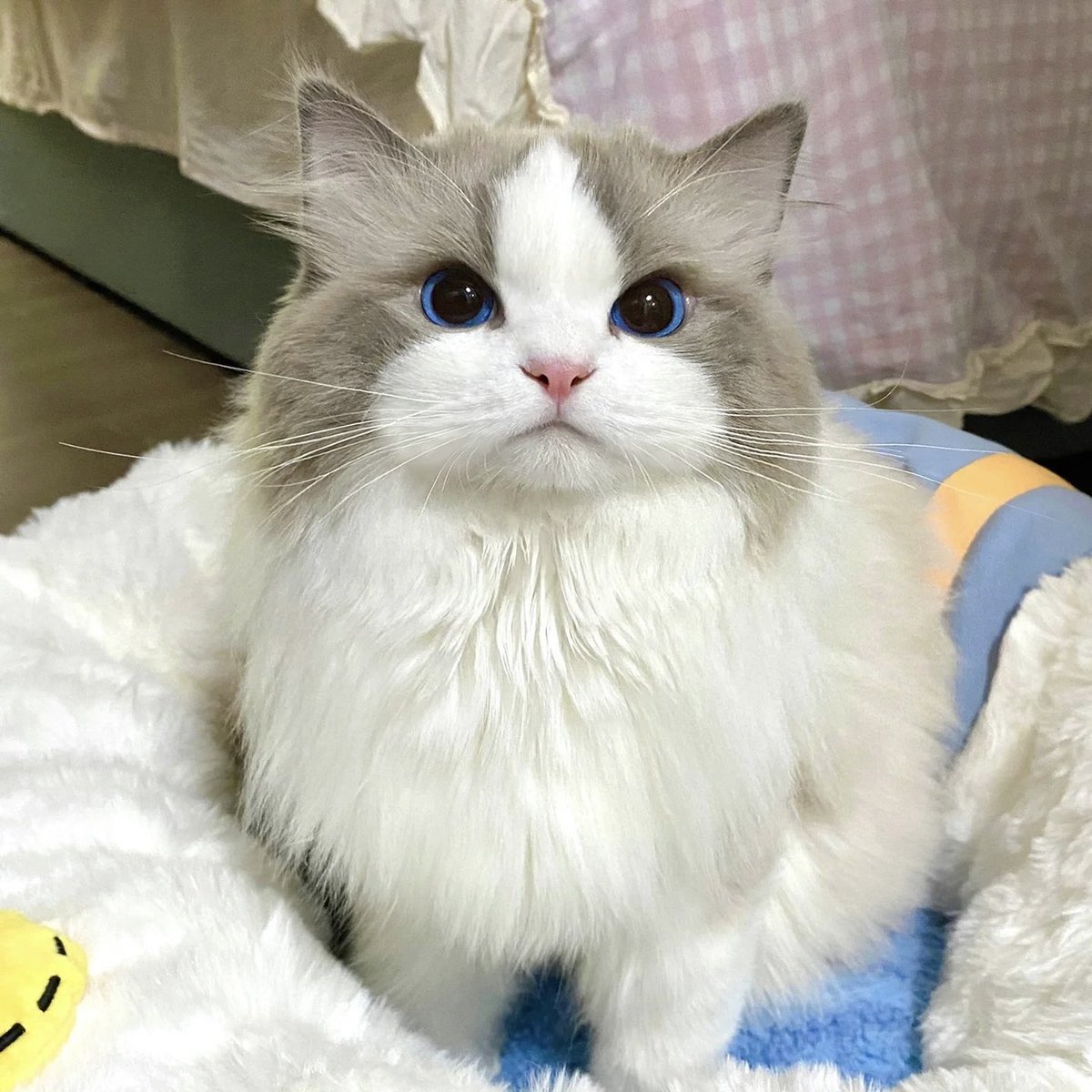 cats_verse's tweet photo. Love this cute cat! 😍What should we name her. https://t.co/gCnRdWtfgM