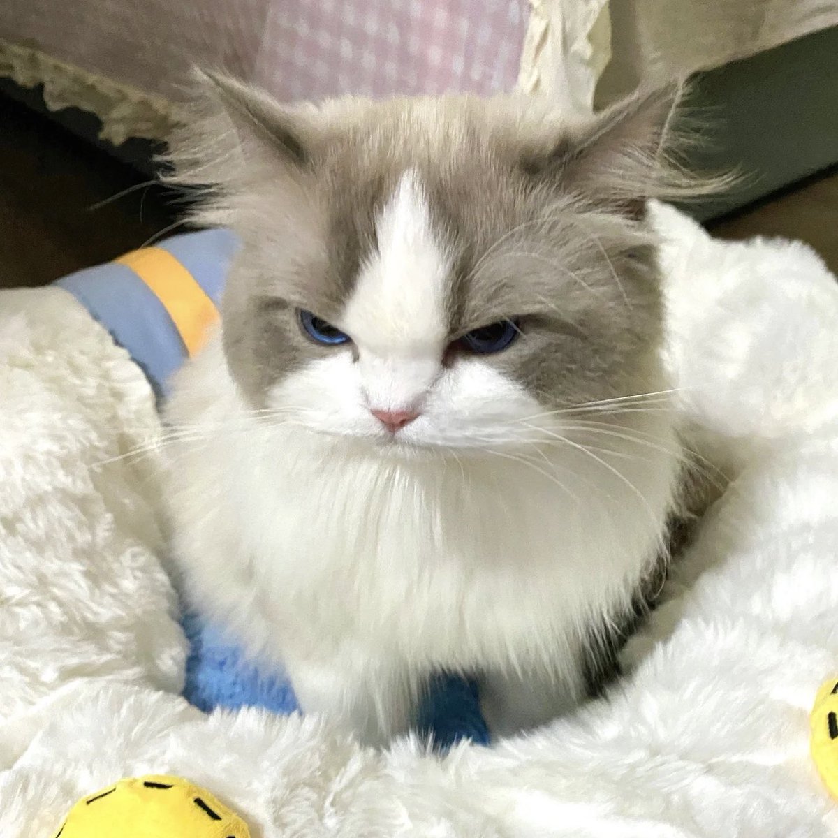 cats_verse's tweet photo. Love this cute cat! 😍What should we name her. https://t.co/gCnRdWtfgM