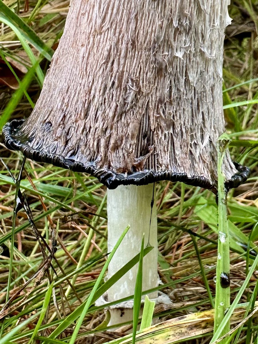 Richard16831532's tweet image. Shaggy inkcap living up to its name