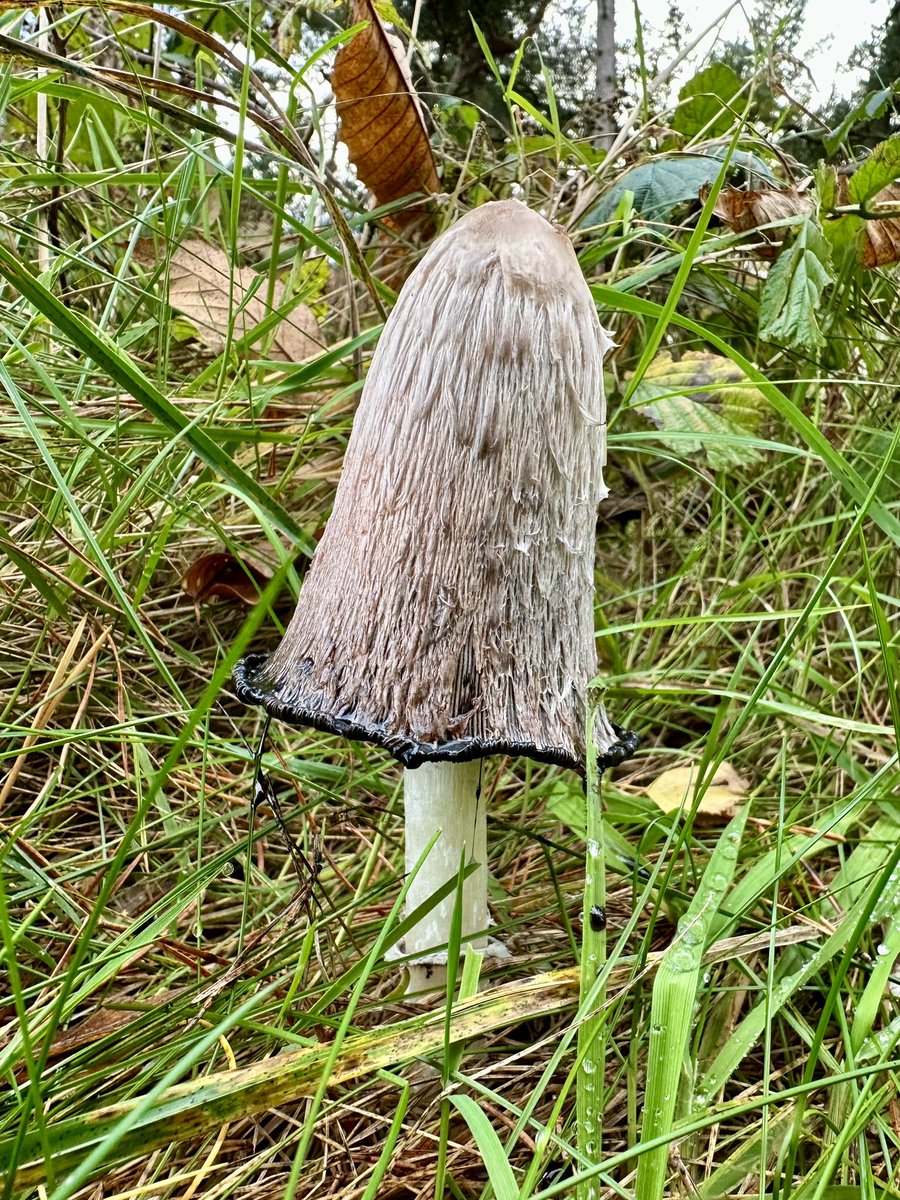 Richard16831532's tweet image. Shaggy inkcap living up to its name
