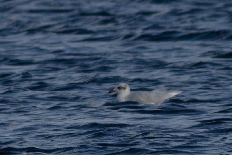 Little and Mediterranean Gulls at Hilfield Res this morning - great to see a Med in sunshine rather than the usual roost gloom. #hertsbirds #londonbirds
