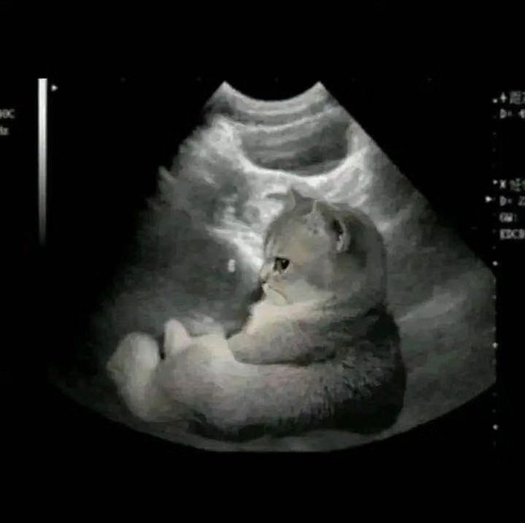 catshealdeprsn's tweet image. my child 🐾