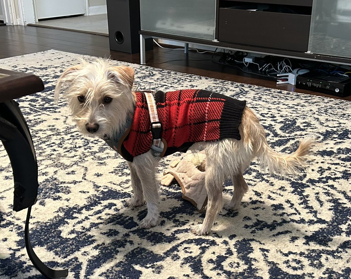 RunSomeAarons's tweet photo. @Cinnabon This is our new dog Cinnabon. Yes that’s his name! https://t.co/N8Yff4i60F