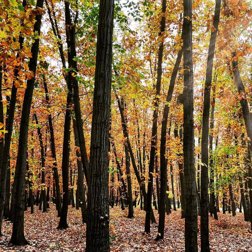 #fall #landscape #lake #forest #sun #sunshine #cloudysky #naturephotography #landscape_lovers #fallcolors #hikingadventures #instanature #autumnlandscape #fallcolors🍁🍂 #instagood #amazing #beautiful #creative #nature_perfection #artsy #traveling #exp… instagr.am/p/CzRhLp5sw0S/