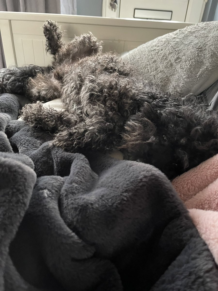 madeflawsome's tweet photo. Sunday vibes after shopping β¦ more chill time for Ty, I so wanna come back as hun next lifetime π He has the best life, awesome food, snuggles, more toys than a toy shop & walks. Me? Well now my fingernails match my car, polar white, yeah baby ππ#notreadyforwork 3 weeks to go https://t.co/cY2UFAz2Zi