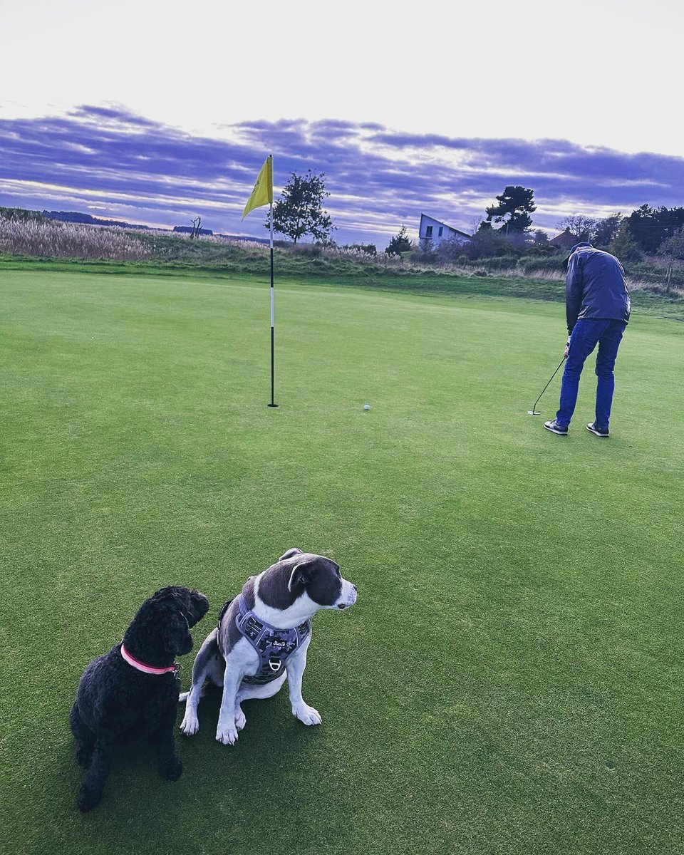 In other news here’s my spectacularly cute doggoes being the goodest girls and watching their Master miss a putt before posing for the camera 🥰🥰🥰🥰