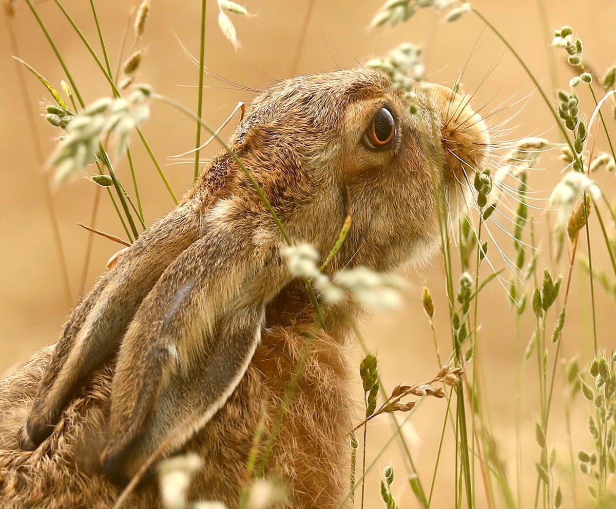 Today I stumbled upon the wildlife #photography of Frances Crickmore.  Her hares are utterly DIVINE!!!   

You can find Frances' photography on Instagram - francescrickmorephoto - I don't think you need to be signed up to see them. Enjoy!

#hares #wildlifephotography