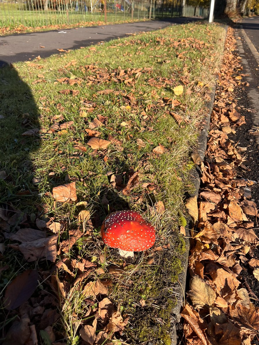 What's this Alice in Wonderland shit growing oot the grass? I could take no more than 3 bites of it. Bitter.