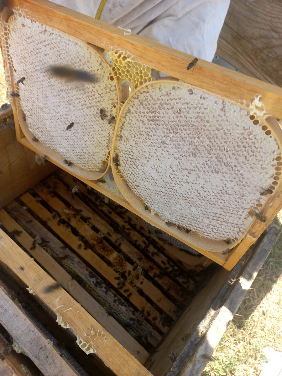 Peteği kendinden ağızda kolay bir şekilde eriyip kaybolur Erzurum yöresine ait yüzde yüz doğal bal