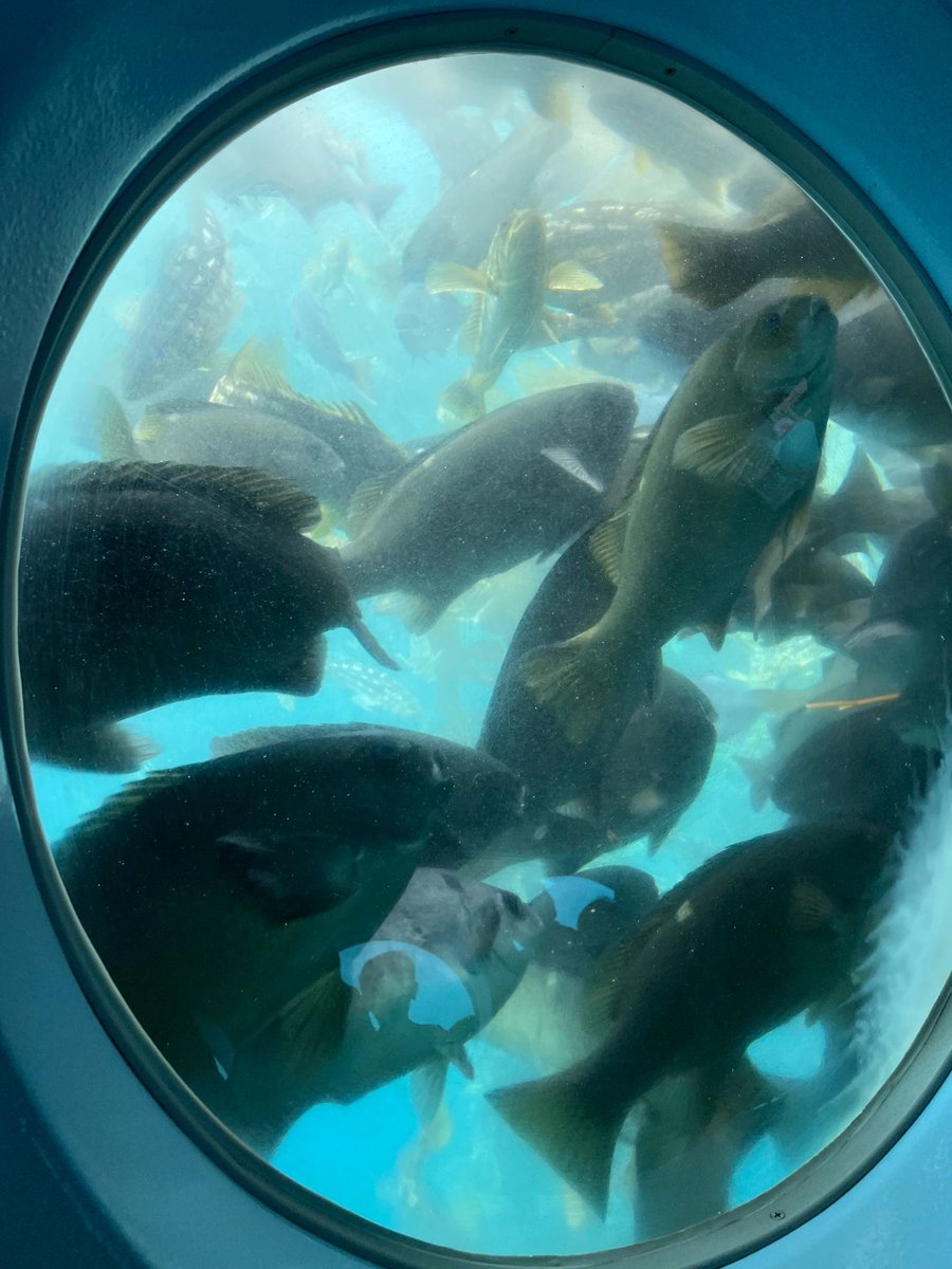 Couiunow's tweet photo. There are many strange sea creatures, including scary big sharks, huge sea turtles, beautiful shells, colorful marine fish, strangely shaped corals... Those sea fish look like they are wearing colorful clothes, and the colors are very bright.

#ocean #fish #fishing https://t.co/kQP3dWefri