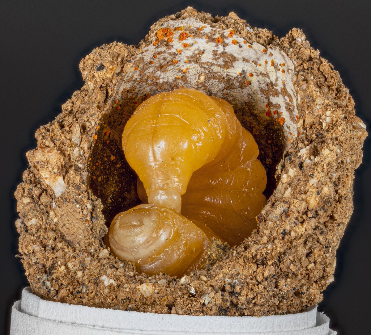 Hey #EntSoc23 bee/ symbiont/ microbe friends, our preprint on the symbiotic Actinobacteria and yeast in brood cells of solitary bee Anthophora bomboides is out on BioRxiv!! and its what I'll be presenting in my talk tomorrow @ 10:40am in rm Maryland-B. 🐝 biorxiv.org/content/10.110…