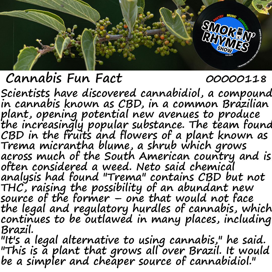 CBD was found in a plant that isn’t cannabis. #funfact #funfactfriday #cannabisfunfact #cannabisart #cannabiscommunity #cannabiseducation #cannabis #cannabismedicine #cannabisculture #cannabissociety #cannabislifestyle #cannabislover #cannabisindustry #cannabisphotography #aimhy