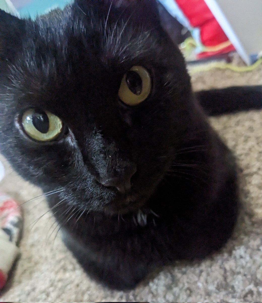 catwheezie🐾 tweet media