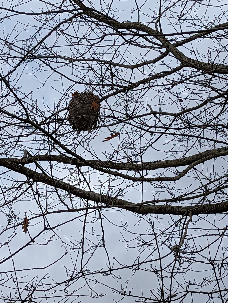 jmonisit's tweet photo. @CityofSurrey hey guys, there's a fairly large wasp nest swinging on the branches on the Goldstone Park property facing 58 ave, might fall any second- should have this removed for safety concerns? https://t.co/lF2RAJD0d2
