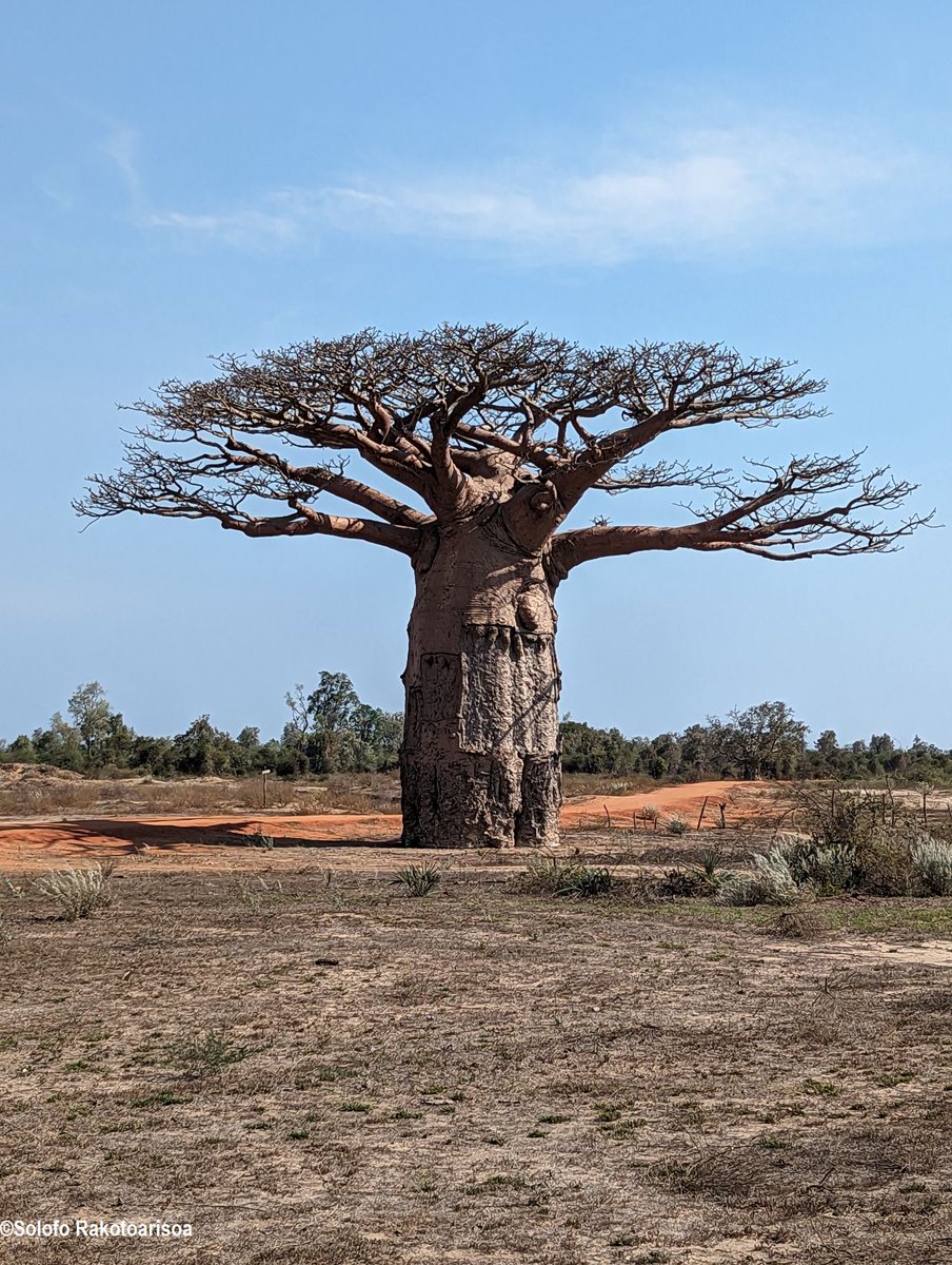 RseSolofo's tweet photo. #Adansonia grandidieri #Baobab around #Morombe SW #Madagascar primary vegetation completely destroyed for agriculture purpose https://t.co/eJ4lZFmgEe