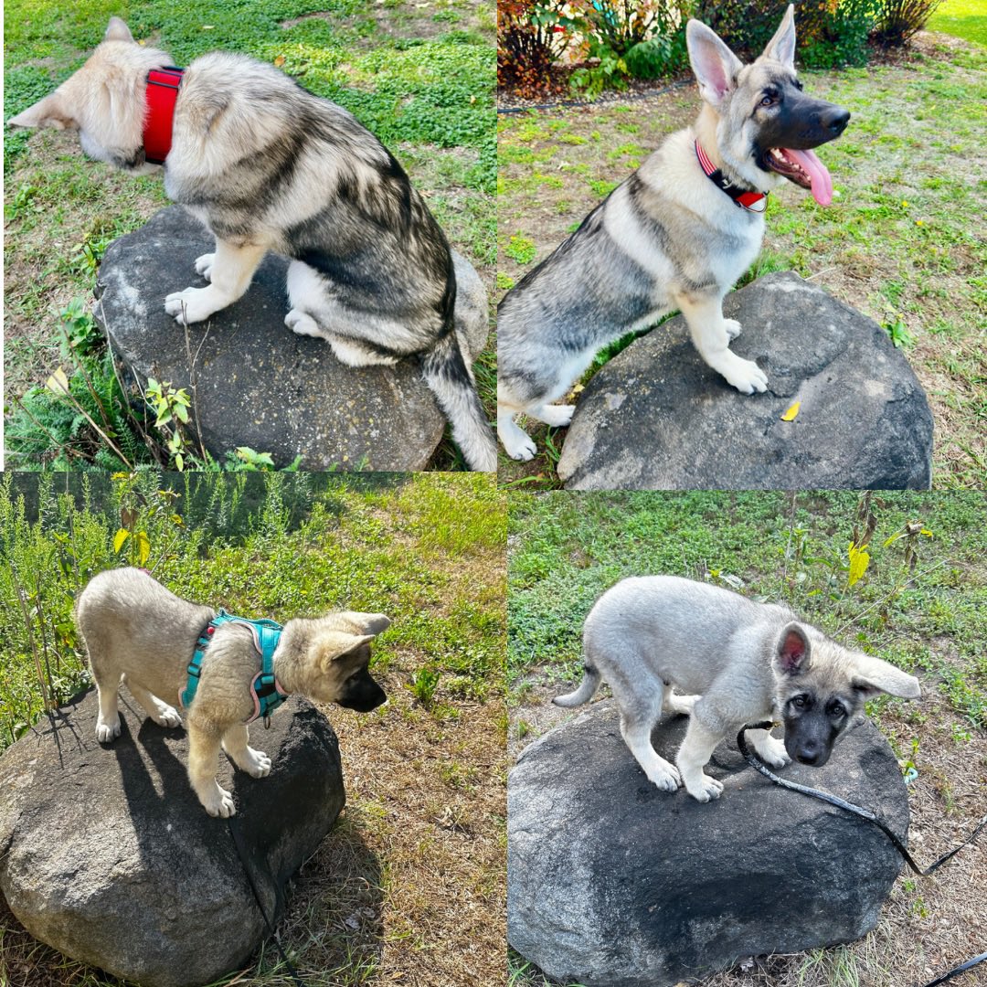 diezelpet's tweet photo. @Germans84891699 Our latest GSD pup just turned 5 months and has lost his baby razors. Man! We do not miss those tools of puppy torture 😁👍🐕🇺🇸✔️ https://t.co/wQOH2mu4PG