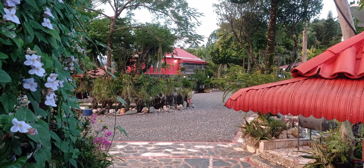 YarinBaltazar's tweet photo. La finca en los mogotes estás en su esplendor https://t.co/nyY32zbNei