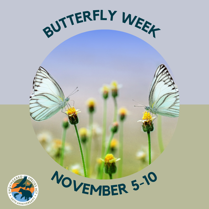 ESAat50's tweet photo. Flittering and fluttering into #butterfly week! Fly along on our F#acebook, #Instagram, and #Twitter channels to learn more about these #fascinating creatures.
#butterfly #butterflyweek #learn #science #facts #nature #naturephotography #insects https://t.co/dNBELJq0vw