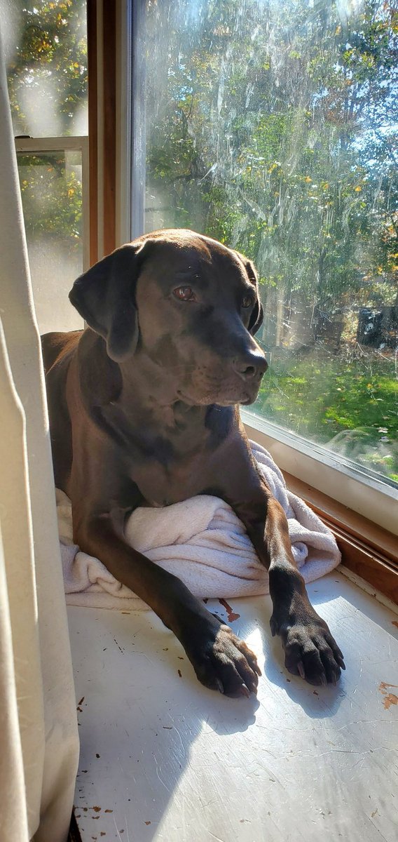 My puppers thinks she a cat sitting in the window 🤣