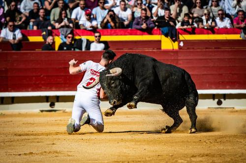 Gran actuación del murciano Antonio Torrecilla en la final del Campeonato de España de Recortadores celebrado en Castellón
➕️Info👇
elmuletazo.com/2023/11/05/gra…