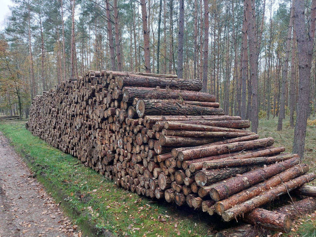 Nasze Lasy 🌳🌍🏞⚔️ tweet media