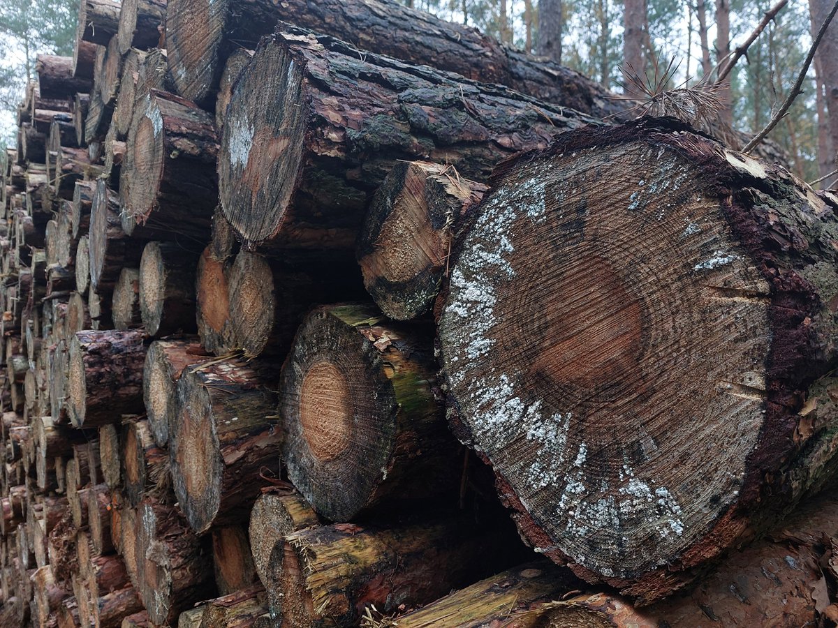 Nasze Lasy 🌳🌍🏞⚔️ tweet media