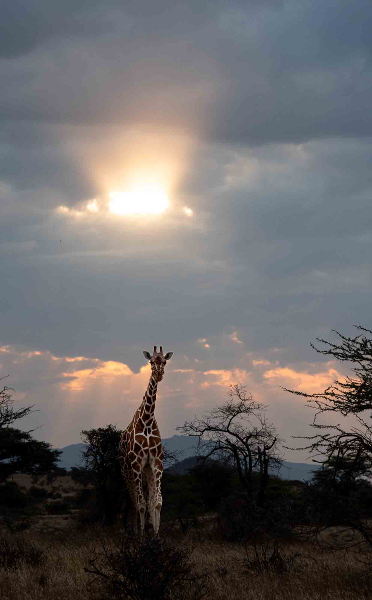 Reticulated giraffe, Samburu Game Reserve, Kenya. Here comes the sun.