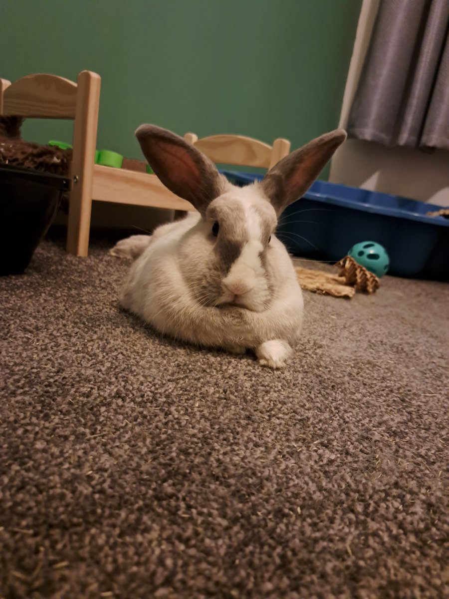 mackenzie_april's tweet photo. Listening to #PetClassics on @ClassicFM 

Kong, Clover and Rainbow sending calm vibes to all the other furries tonight 🐇 https://t.co/D0ClvExVRK