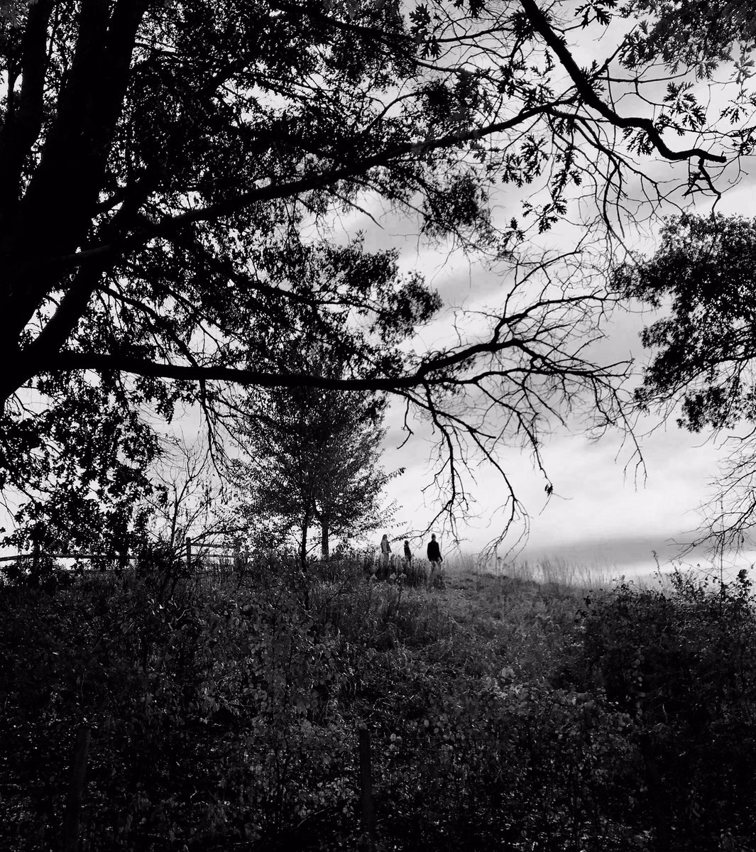 Ignisfox1's tweet photo. A nice fall walk around this morning
#blackandwhitephotography #fall #fallwalk #walking https://t.co/btLojoyfne