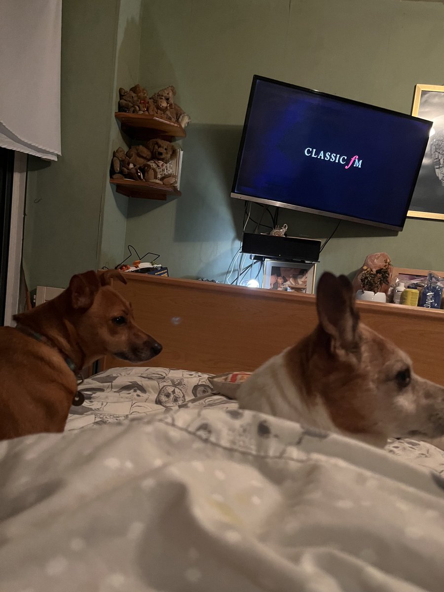 anorak50's tweet photo. Doti and Bear enjoying the music rather than running around like a pair of maniacs barking, mummy is also enjoying it immensely. Thank you. x
#classicfm https://t.co/zzs7VxeEJz