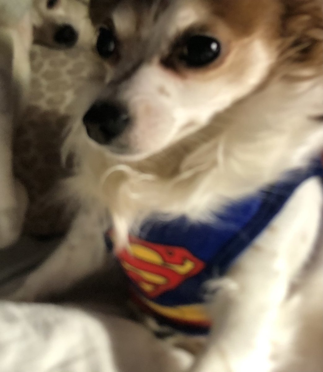 💙🟧🟦ChihuahuaMomma22 tweet media