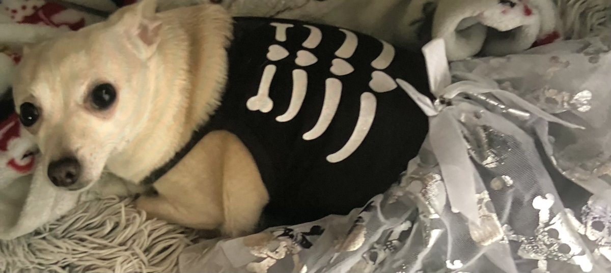 💙🟧🟦ChihuahuaMomma22 tweet media