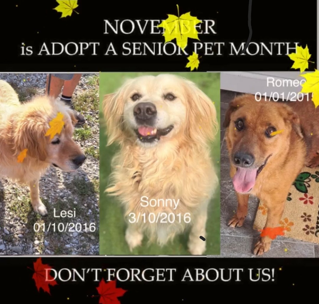 DNVSaveanimals's tweet photo. Our 3 handsome boys deserve a home for Christmas 🎄
Please look at their full details on our website https://t.co/hN7aIDcAAI
#Lesi #Sonny #Romeo #TeamZay #AdoptASeniorPetMonth https://t.co/M8BGdNk20u