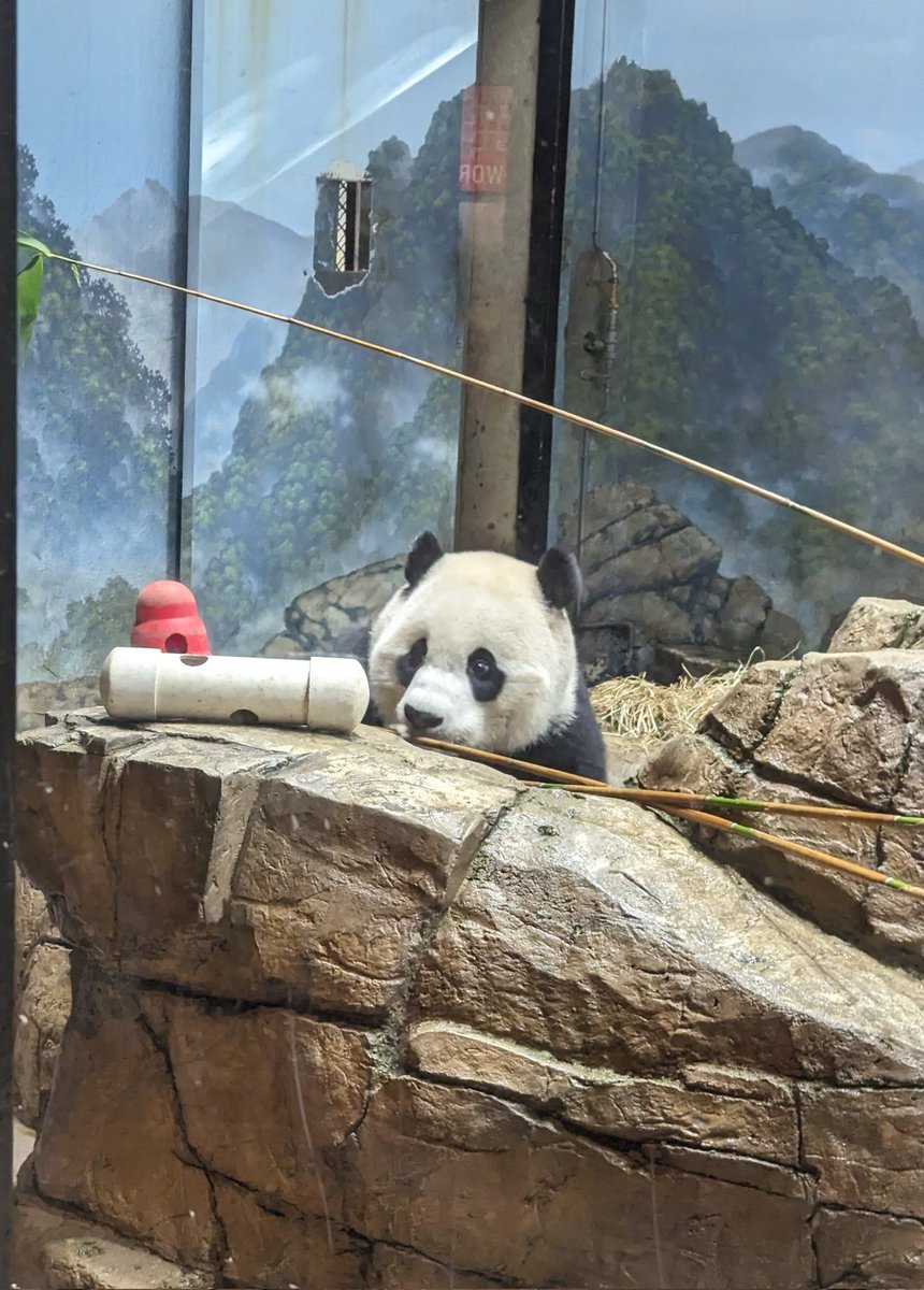 NormaValentini's tweet image. I&apos;m really going to miss this face @DCPandaCub4 ❤️🐼
@NationalZoo #PandaStory