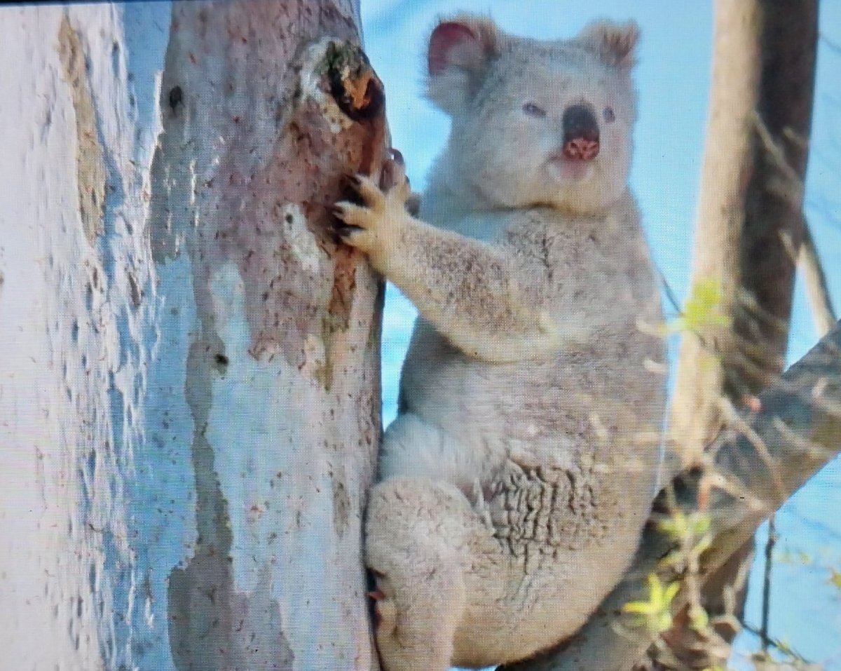 talkingkoala's tweet image. @TSCommissioner @DCCEEW ☝️
Doing our next round of #koala #healthchecks #populationmonitoring and more koalas, more mums and joeys 
Thank you to the Australian Government for supporting this great project 🙏🐨💖🤗