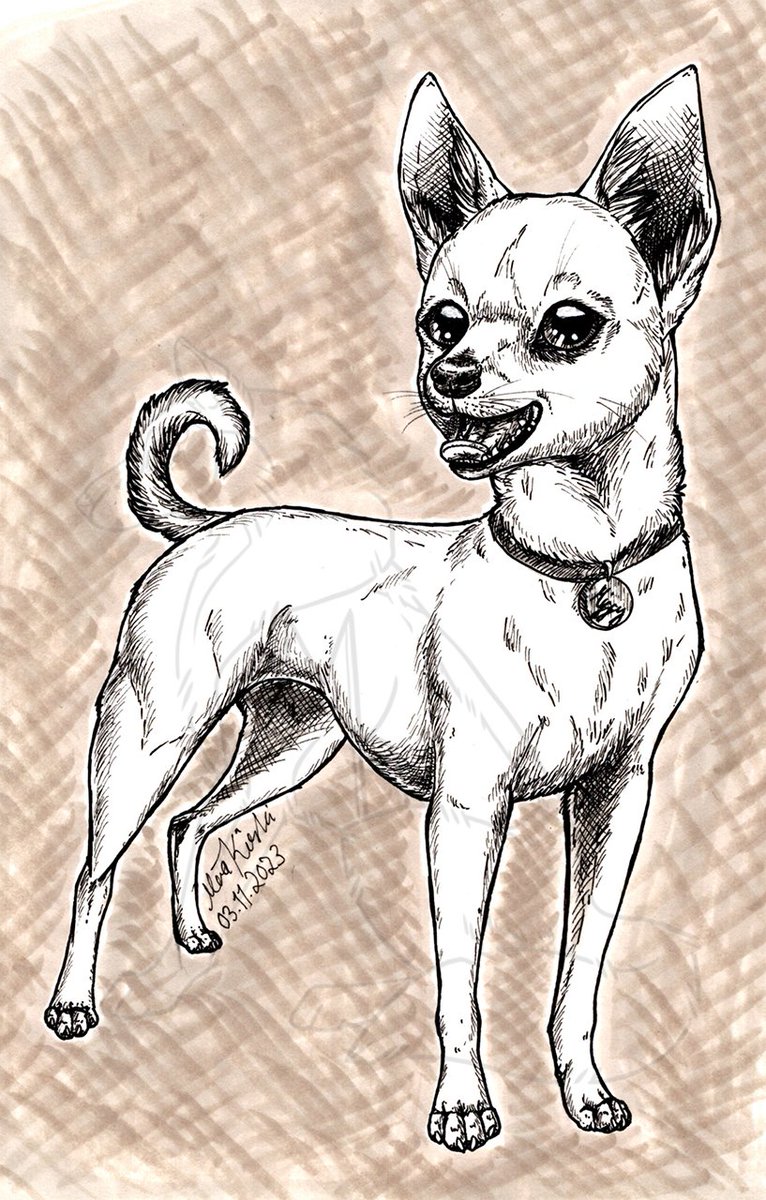 narncolie's tweet photo. Gift art, chihuahua named Miffy. Made with fineliners. https://t.co/avGvPF0Bn1